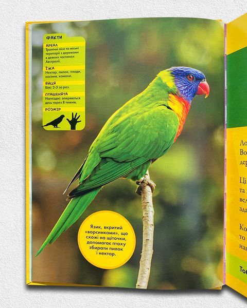 Моя перша енциклопедія. Птахи. National Geographic Kids 1811647 фото Моя перша енциклопедія. Птахи. National Geographic Kids 1811647 фото