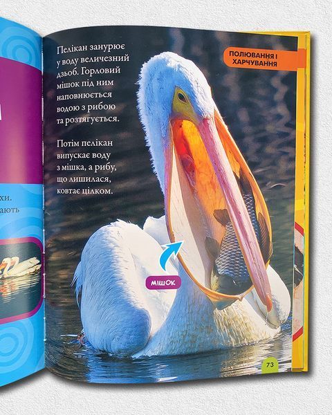 Моя перша енциклопедія. Птахи. National Geographic Kids 1811647 фото Моя перша енциклопедія. Птахи. National Geographic Kids 1811647 фото