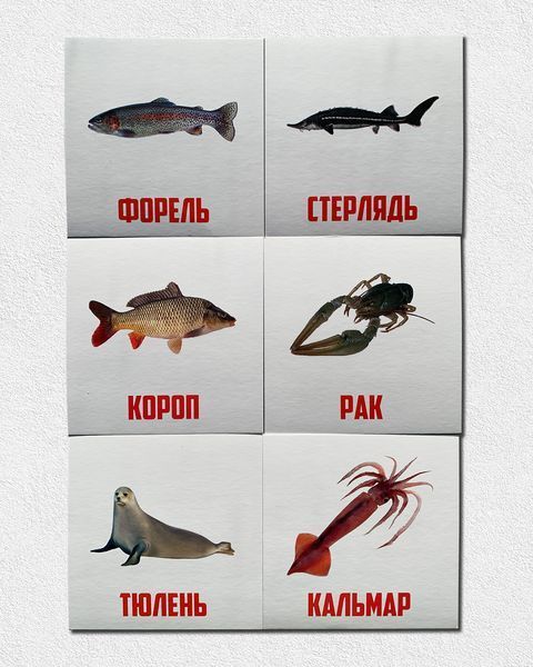 Картки за методикою Глен Домана. Водний світ. 70 шт 1811657 фото